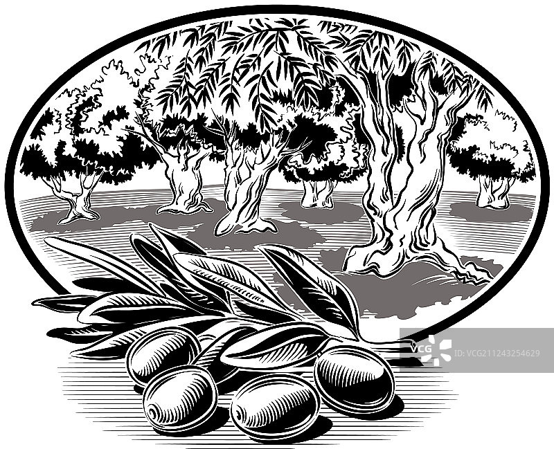 树枝上的橄榄图片素材