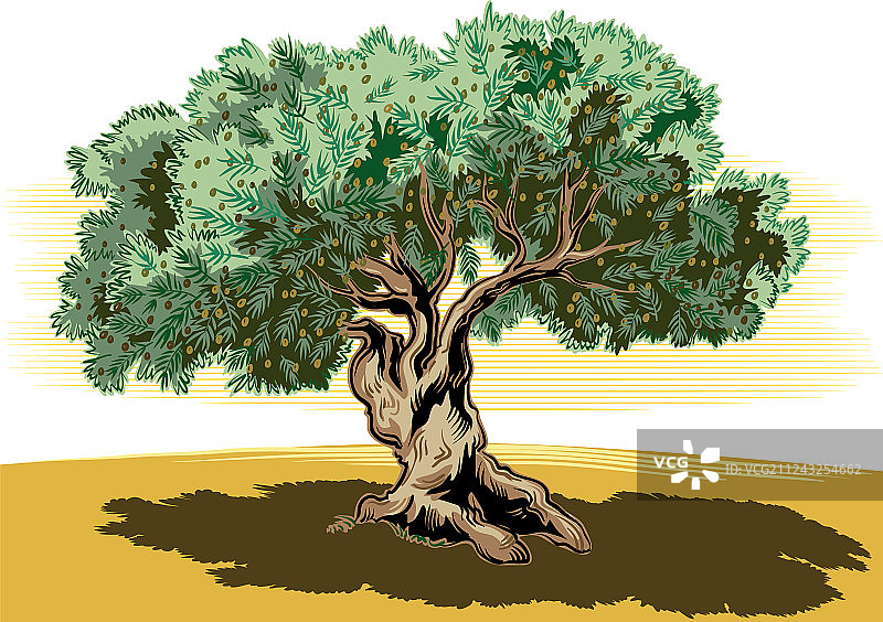 老橄榄树蜿蜒的形态图片素材