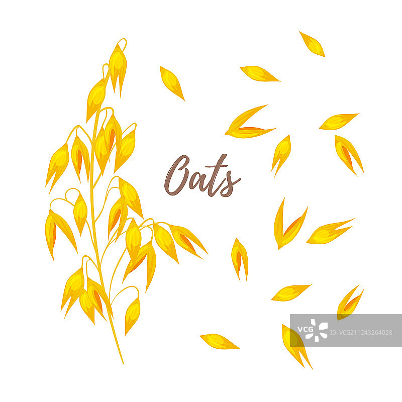 谷物：燕麦和种子图片素材