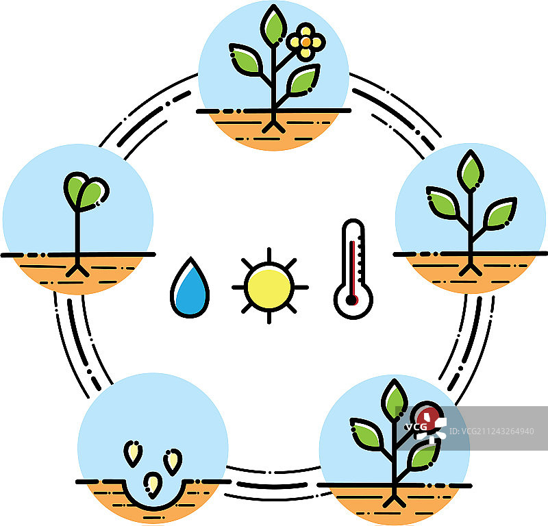 植物生长阶段信息图：水果种植图片素材