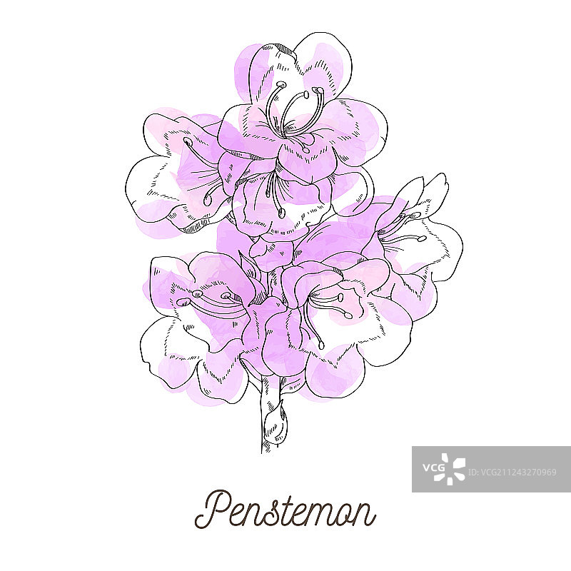 白色背景上的美丽 পেন স্টেমোন图片素材