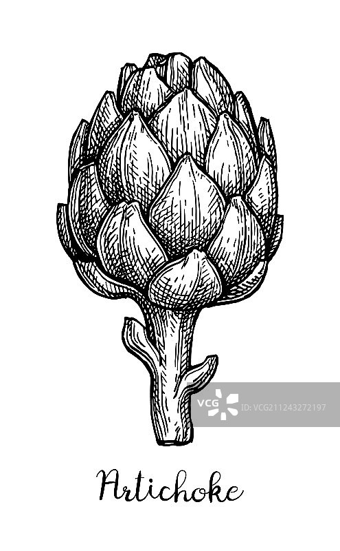 朝鲜蓟墨水素描图片素材