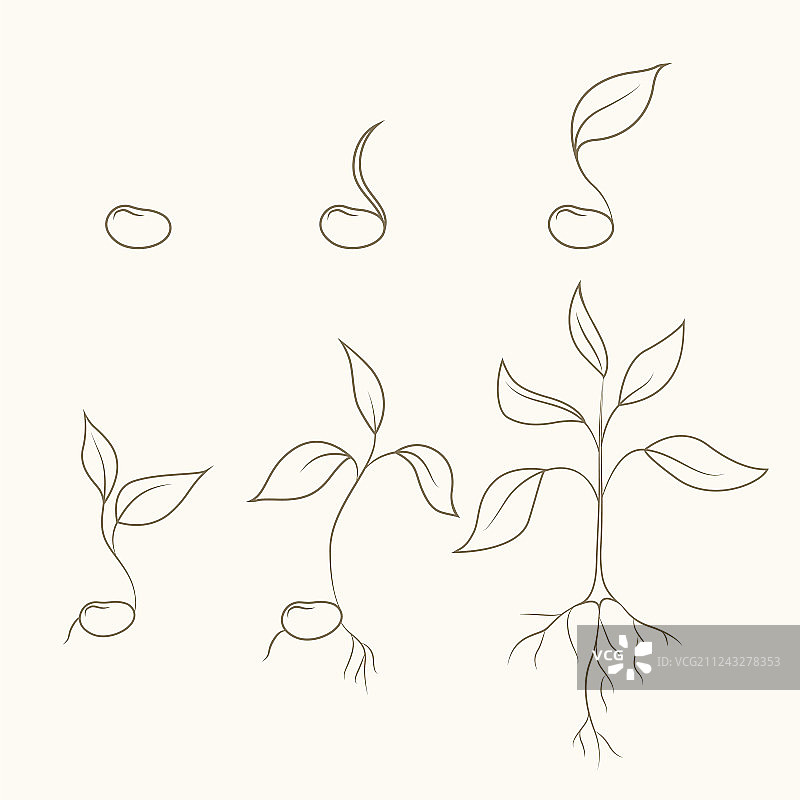 芸豆植物进化和生长的过程图片素材