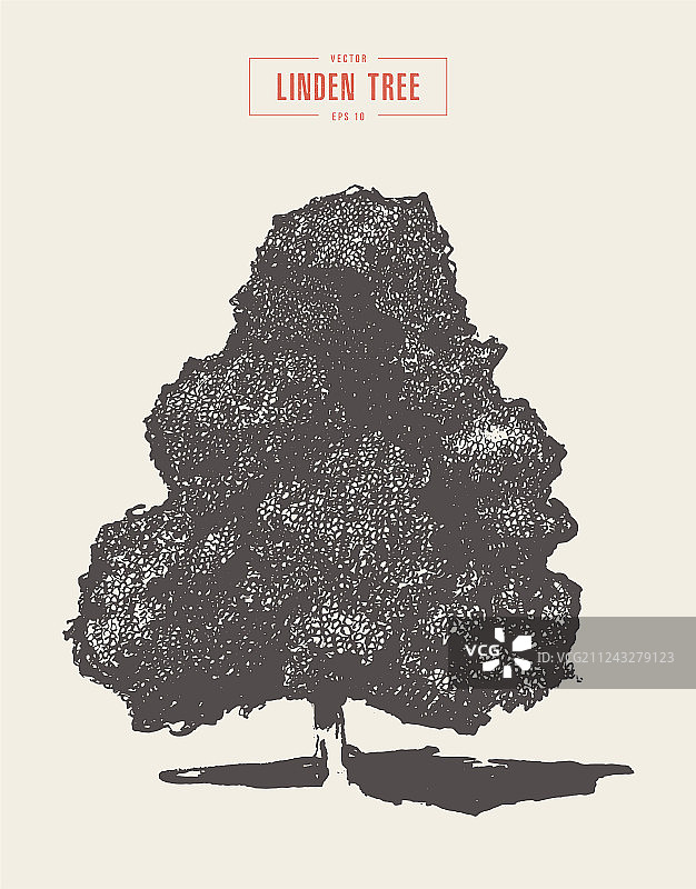 高细节老式椴树手绘图图片素材