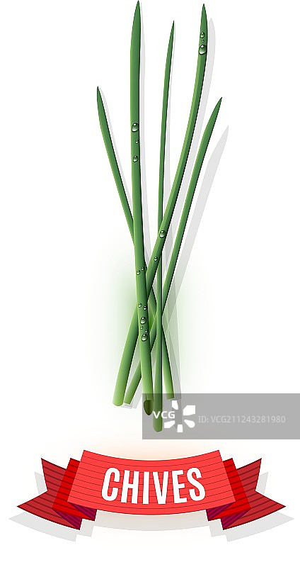 韭菜茎和漫画阴影丝带banner图片素材