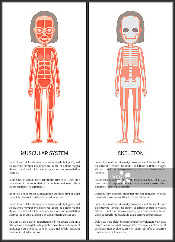 肌肉系统和女性骨骼彩色卡片图片素材
