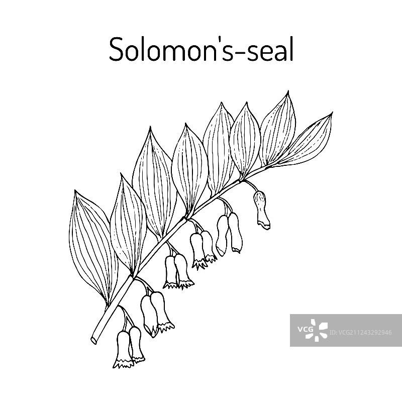 药用植物玉竹图片素材