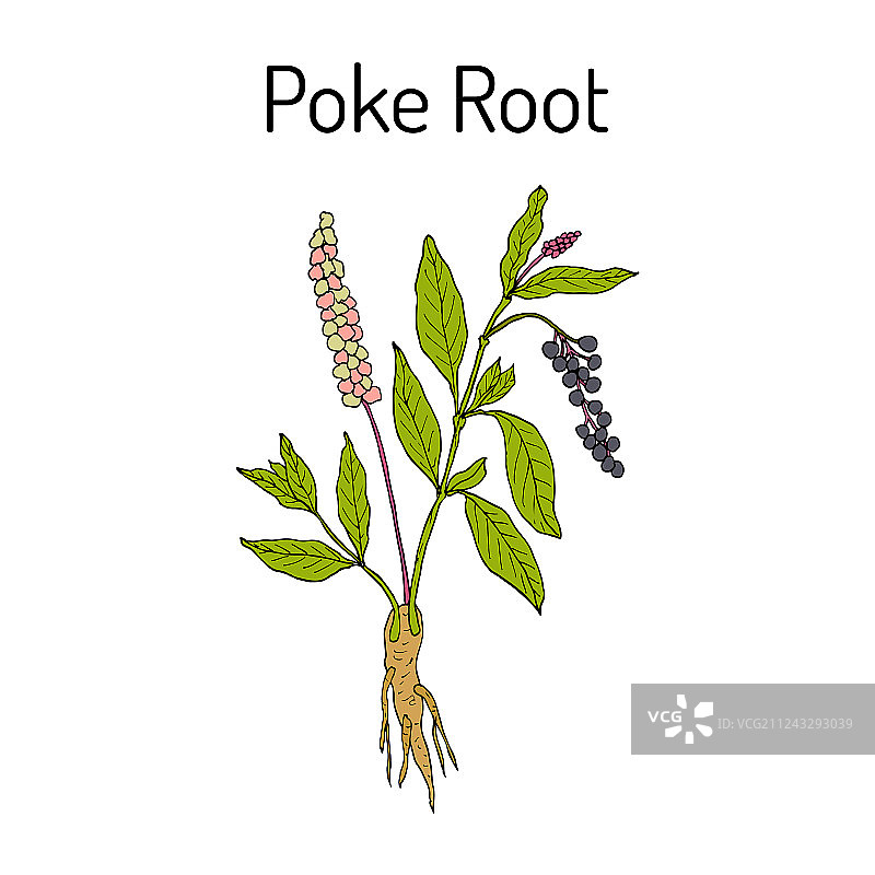 商陆根图片素材