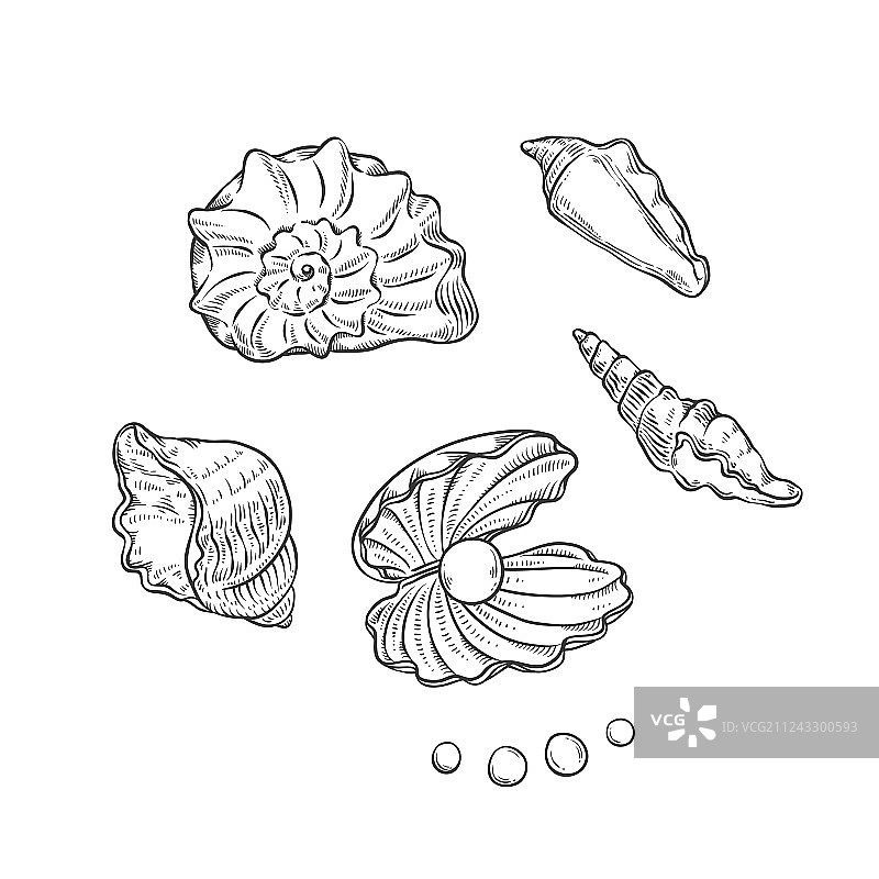 各种形状的贝壳和珍珠套装图片素材