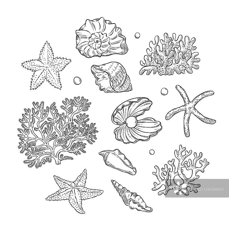 海螺、海星、珊瑚和珍珠图片素材