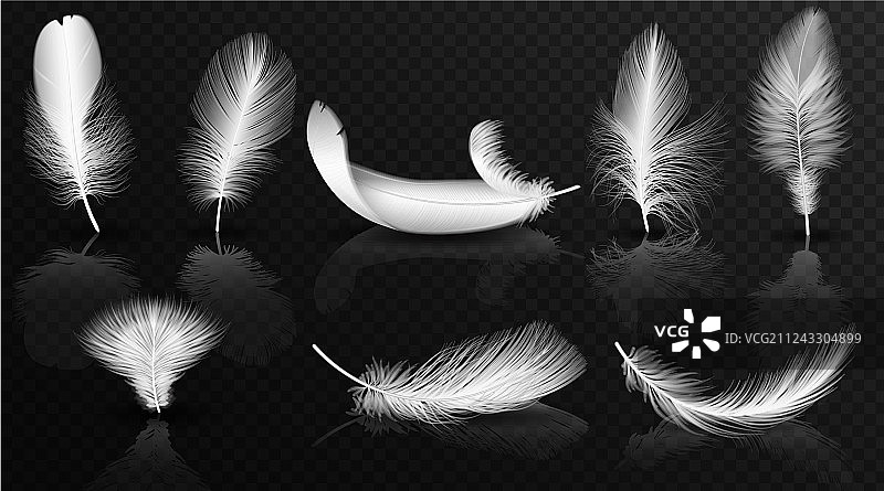 有光泽的透明羽毛图片素材