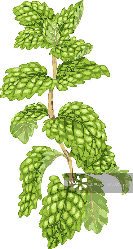 带有多汁叶子的薄荷枝条图片素材