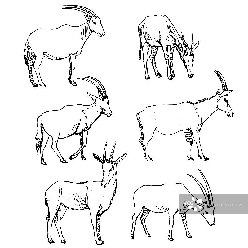 羚羊合集图片素材