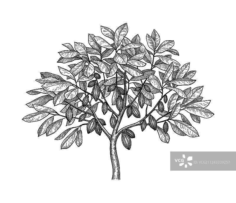 可可树墨水速写图片素材