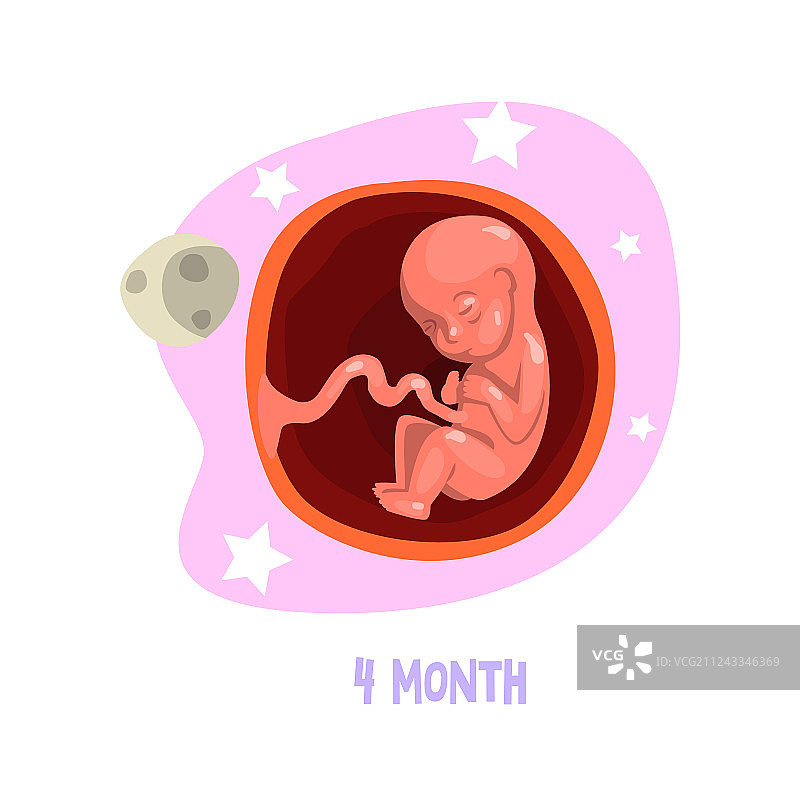 人类胎儿在子宫内的发育阶段（第四个月）图片素材