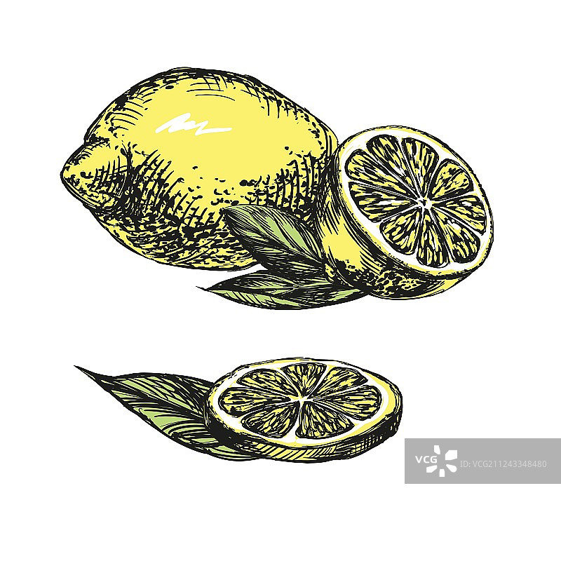 手绘柠檬合集图片素材