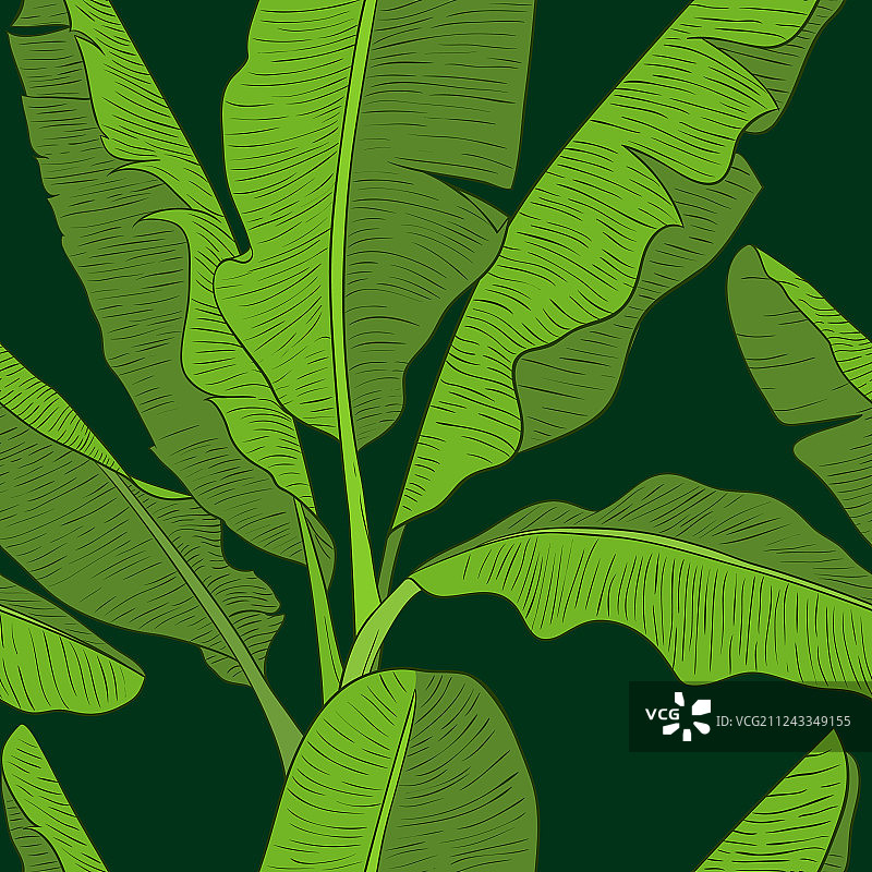 香蕉叶图案图片素材
