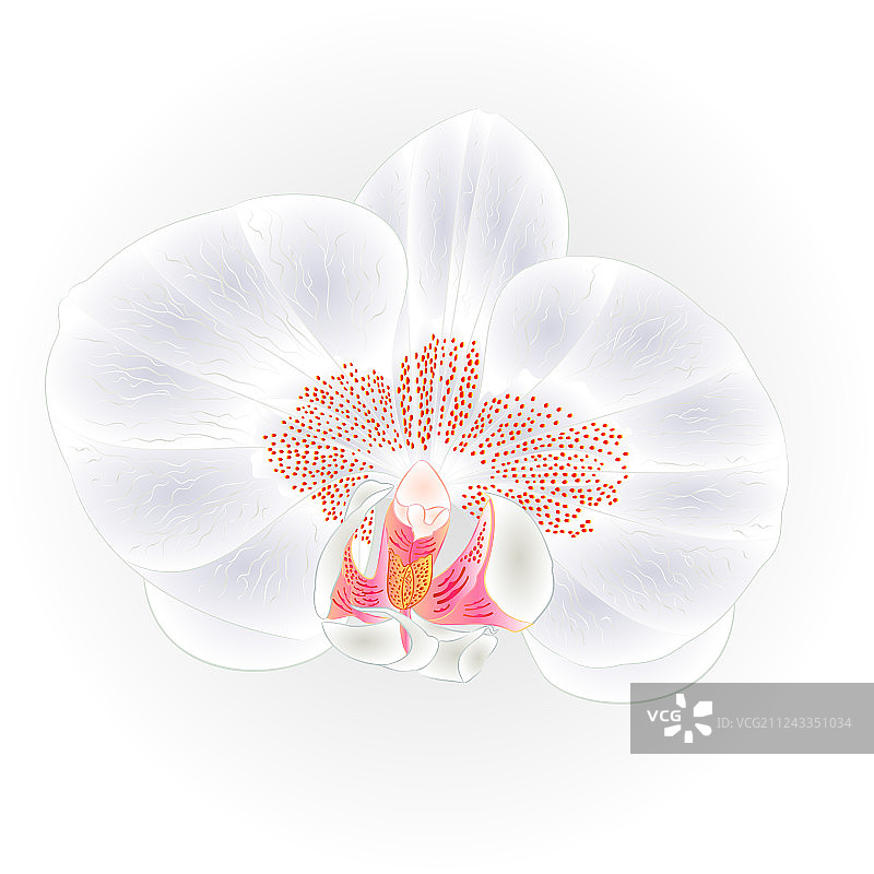 美丽的白色蝴蝶兰图片素材