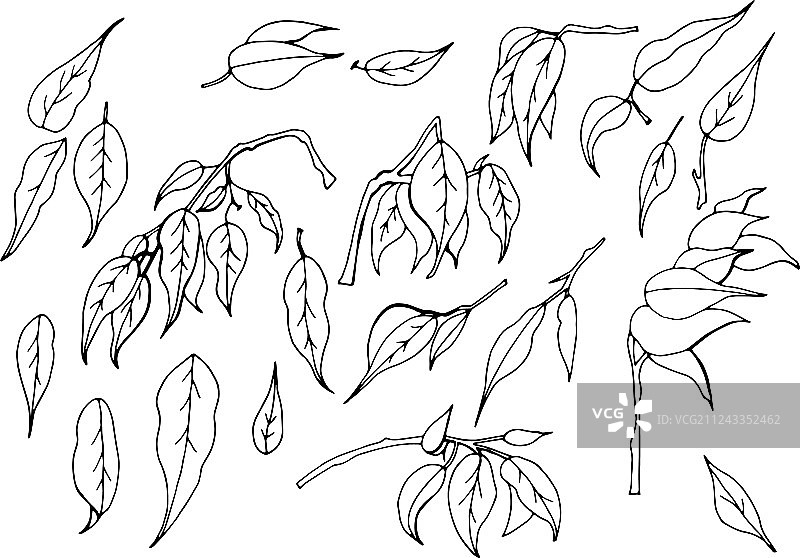 一组黑白手绘树叶图片素材