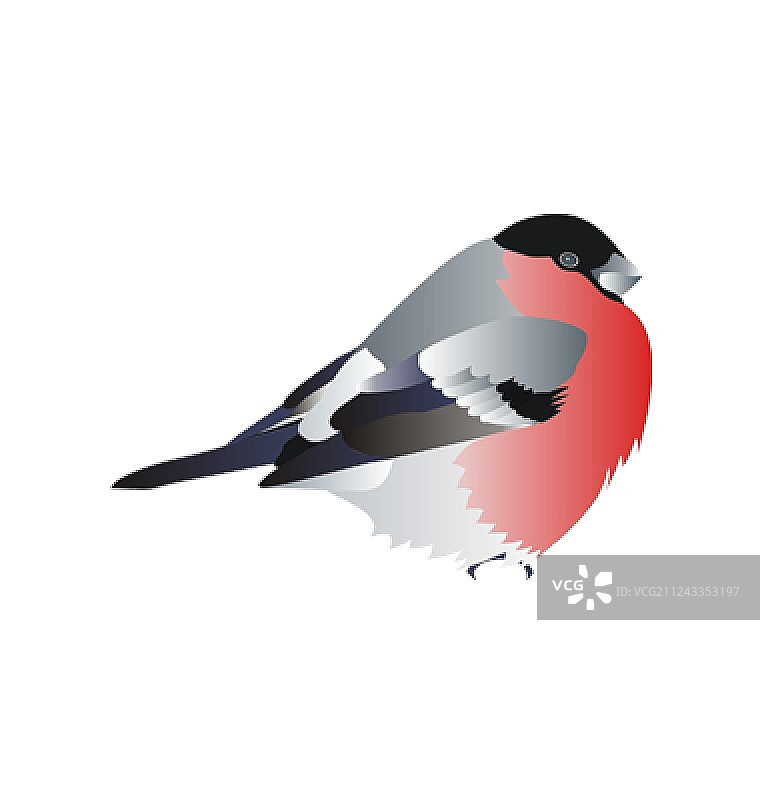 白色鸟类图片素材