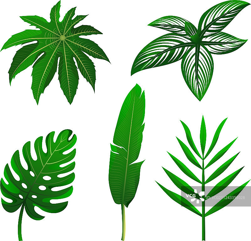 热带绿叶素材图片素材