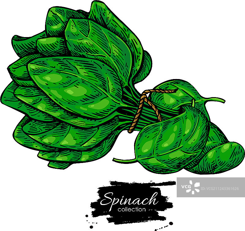 手绘蔬菜菠菜叶图片素材