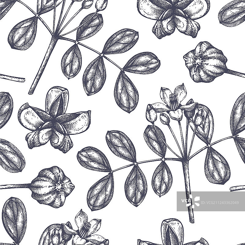 愈疮木背景图片素材