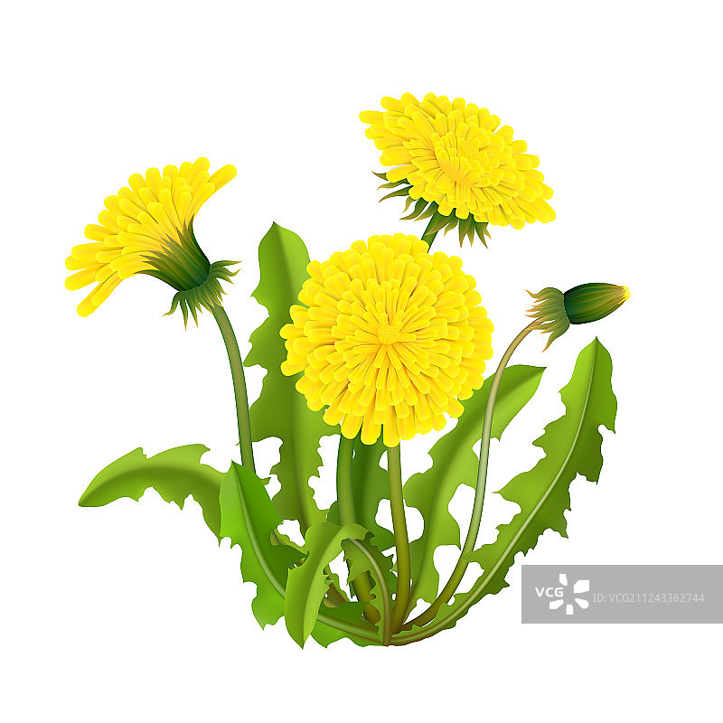 逼真的蒲公英灌木图片素材