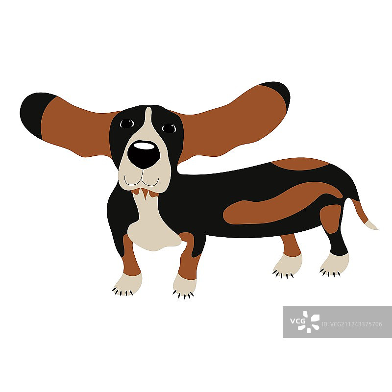 巴吉度猎犬图片素材