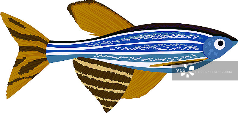 卡通斑马鱼丹尼奥热带鱼图片素材