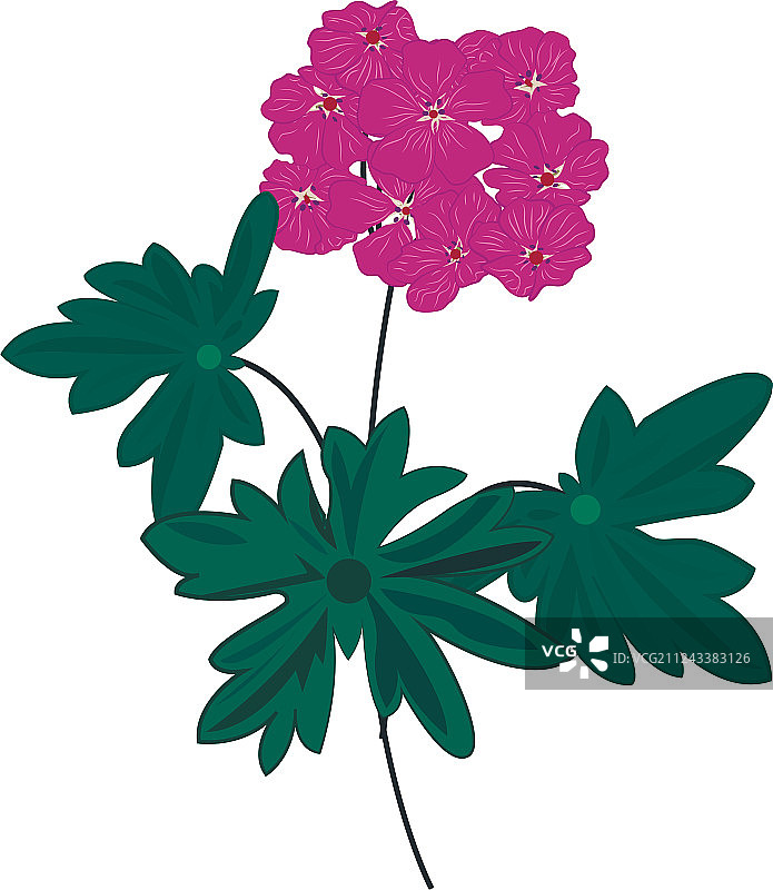 天竺葵图片素材