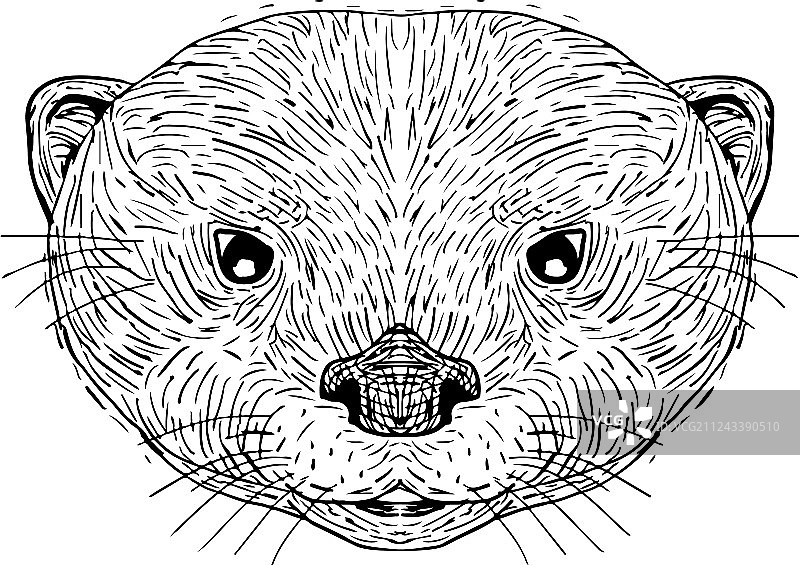 亚洲小爪水獭头部绘画图片素材