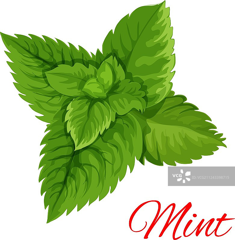 薄荷叶束孤立标志图片素材