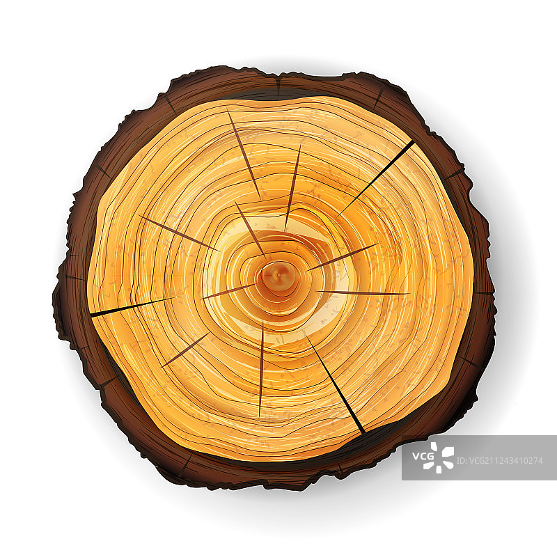 树木横截面圆形木桩切面图片素材