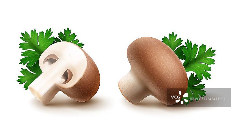 蘑菇和欧芹合集图片素材