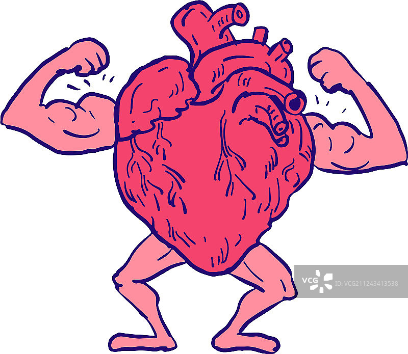 健康的心脏展示肌肉绘画图片素材