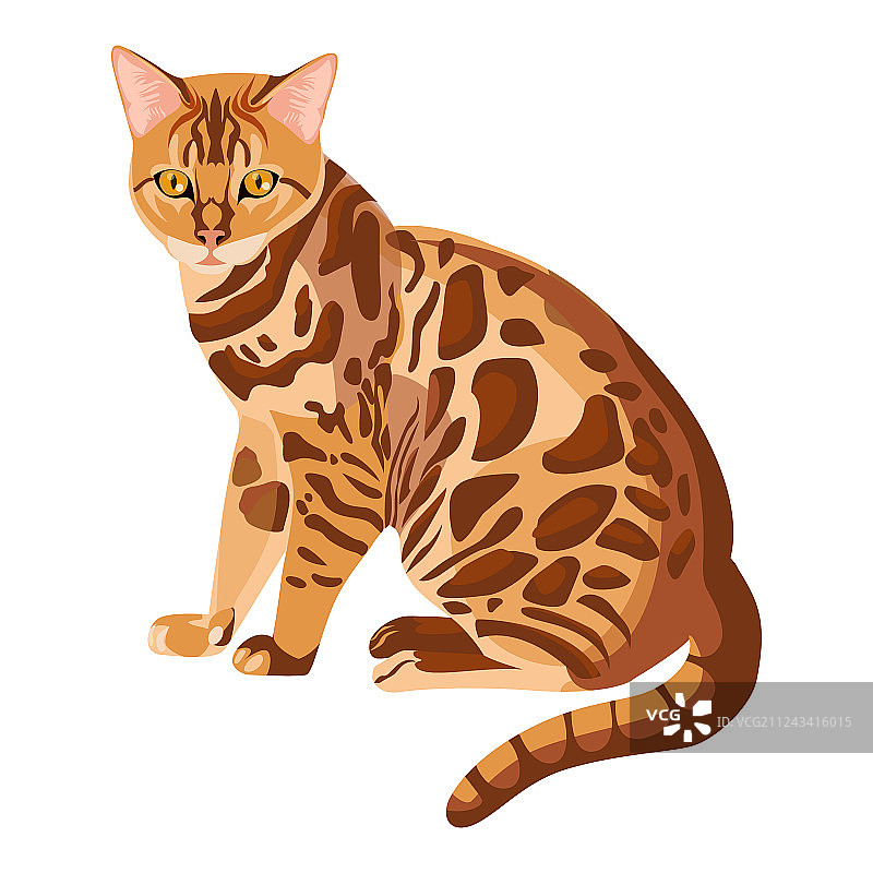 白色背景上的孟加拉猫图片素材