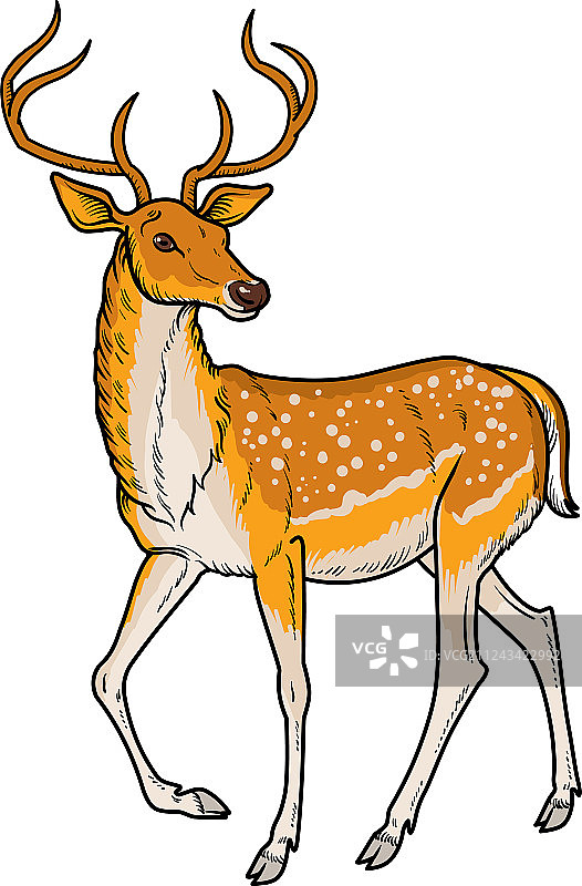 优雅的梅花鹿图片素材