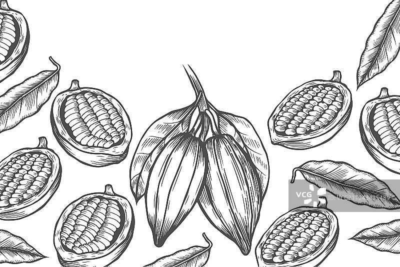 可可豆树设计模板图片素材