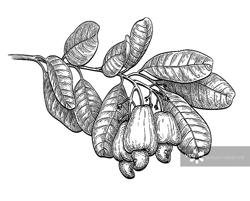 腰果枝墨水素描图片素材