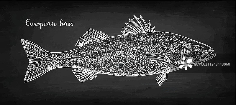 粉笔画海鲈鱼图片素材