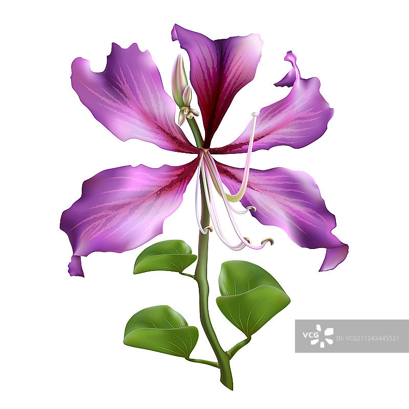 洋紫荆花图片素材