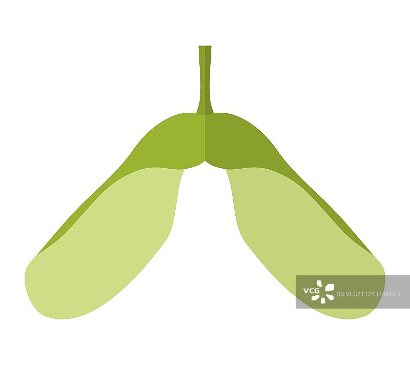 扁平风格的槭树翅果图片素材