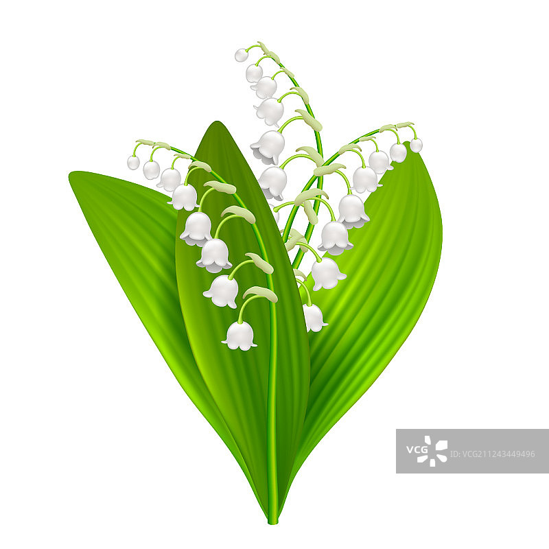 白色背景上的铃兰花图片素材