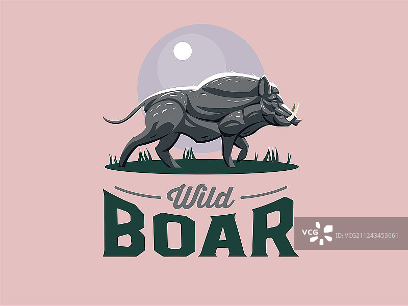 有獠牙的野猪图片素材