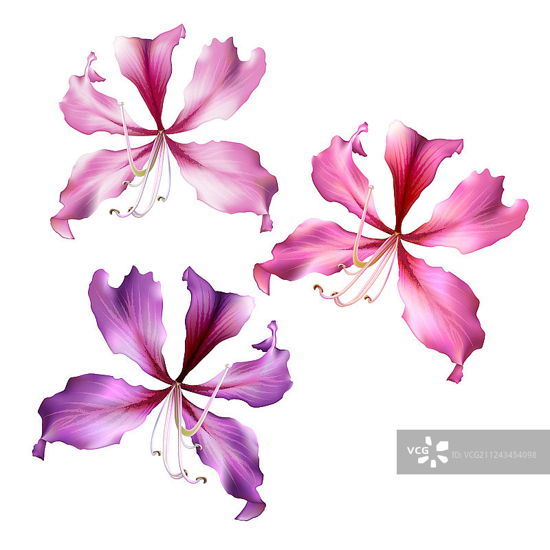 洋紫荆花图片素材