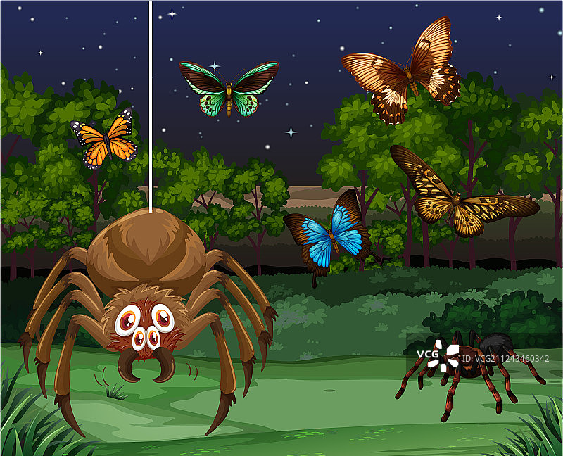 夜晚的蝴蝶和蜘蛛图片素材