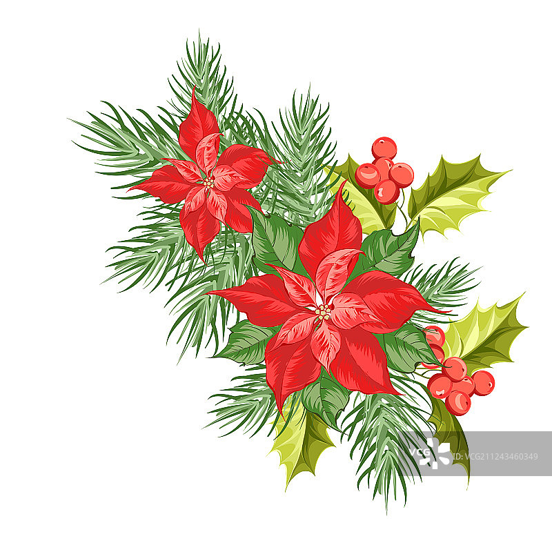 红色圣诞红 isolated 花卉构图图片素材