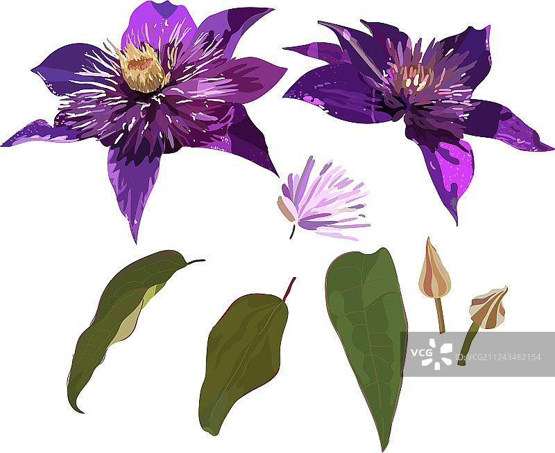 铁线莲紫色花叶套装图片素材