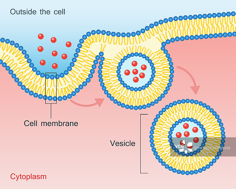 内吞作用囊泡运输细胞膜图片素材